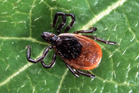 Female black legged deer tick