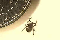 Male deer tick