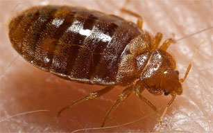 Close up image of a bed bug