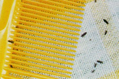 Head lice next to comb